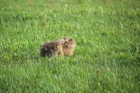 hare on the green meadow