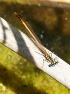 orange dragonfly on canes