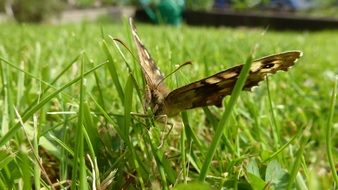 Butterfly Creature close-up on blurred background