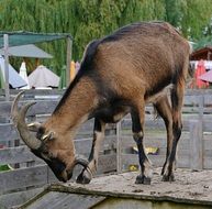 goat with horns near the fence