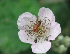 insect on a white garden flower