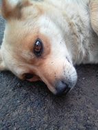 head of a red dog in relaxation close-up