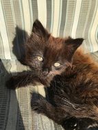 Cute kitten on a chair
