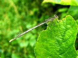 Macro photo of the dragonfly on the green leaf