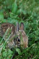 adorable rabbit in the grass