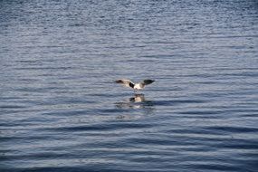 Seagull landing on water