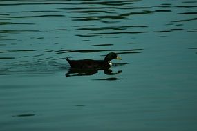 strikingly beautiful Blue Duck