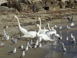 seagulls and white swans on the seashore