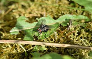 Macro fly on a thin stalk of grass