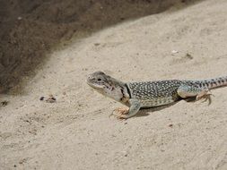 Lizard in Zoo