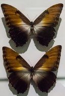 two butterflies in the collection