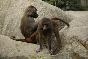 The Zoo, Two Monkeys