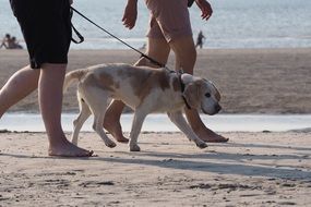 walk with a dog on the north beach