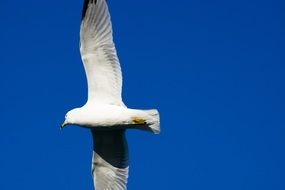 seagull flies in the sky with spread wings