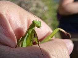 light green mantis is sitting on a hand