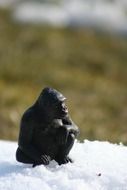 gorilla in the snow in habitat