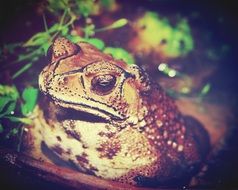 Giant Neotropical Toad in water