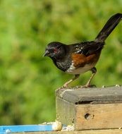 Towhee bird in the wildlife