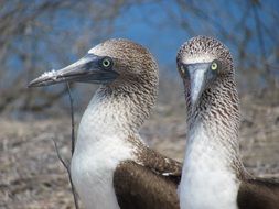 pair of blue-headed boobies in wild