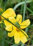 beautiful and cute green Grasshopper