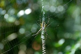 garden color spider on the web