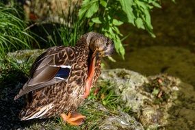 Mallard cleans feathers on a stone