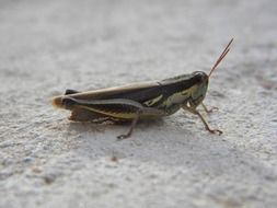 strikingly beautiful Cricket Insect