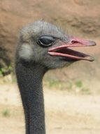 ostrich with opened mouth