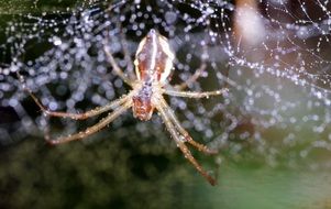 Rosa Spider macro