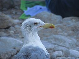 seagull close up on the coast