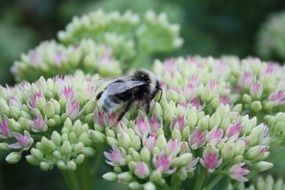 bumblebee on a pink-green flower