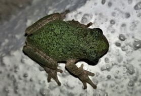 croaking gray tree frog