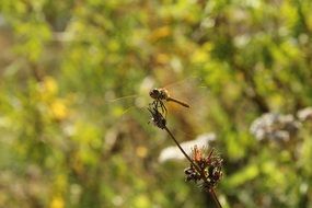 orange dragonfly on the dried flower