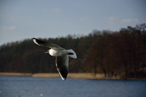 flying seagull along the lake