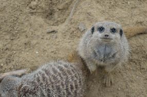 Picture of Meerkats in the wildlife