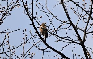 sparrow on the tree in spring