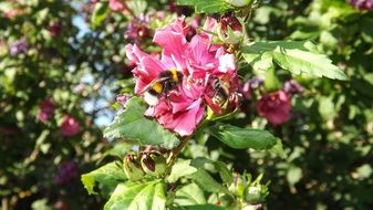 Bumblebees Mallow Insect