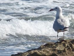 Mediterranean Seagull on stone at surf line, Mallorca