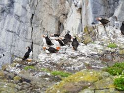 wild puffins on the cliff