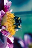 bumblebee on the purple dahlia