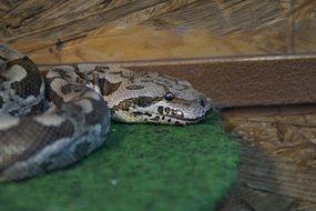 camouflaged snake in terrarium