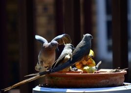 picture of the Doves are eating