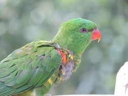 green parrot in nature