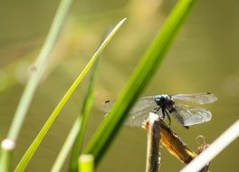 dragonfly on a broken stalk of a plant