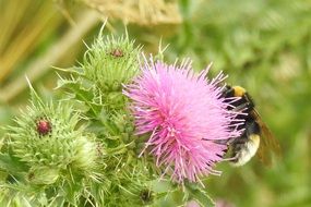 flower thorny thistle