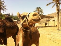 camels at the zoo in Africa