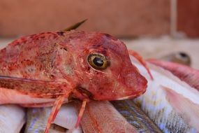 red fish in the fish market