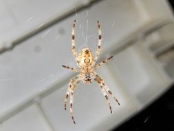 spider on the web indoor