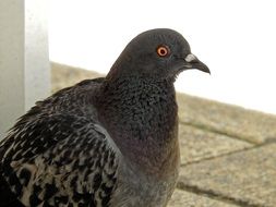 profile portrait of a awake pigeon
