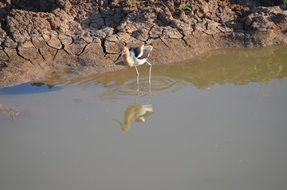 Bird walking in Water along mudy bank